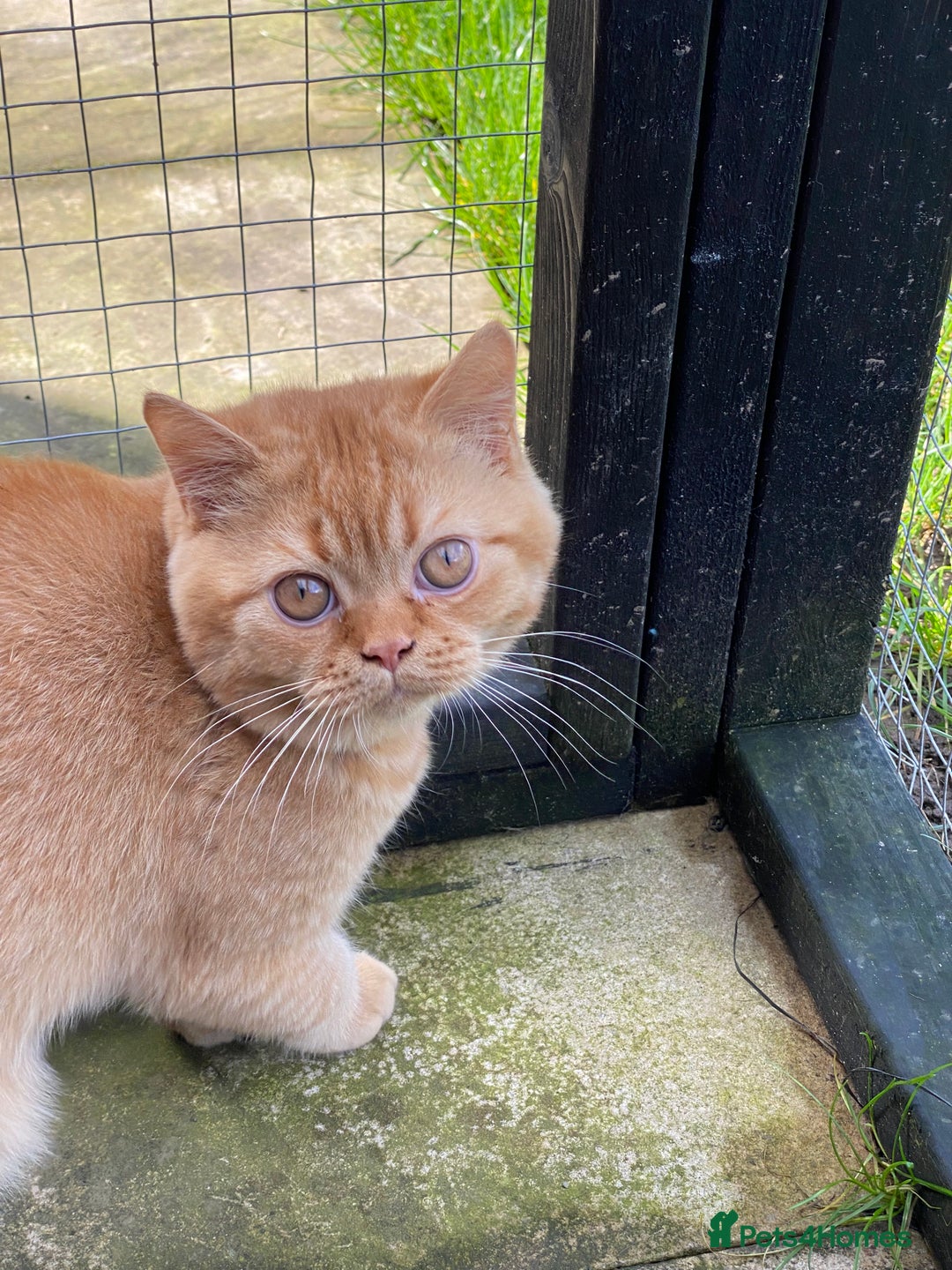 British Shorthair cats for sale: Re homing this Beautiful Boy - Image 7
