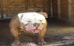 Olde English Bulldogge dogs for stud: Olde English bulldogge stud  - Image 5