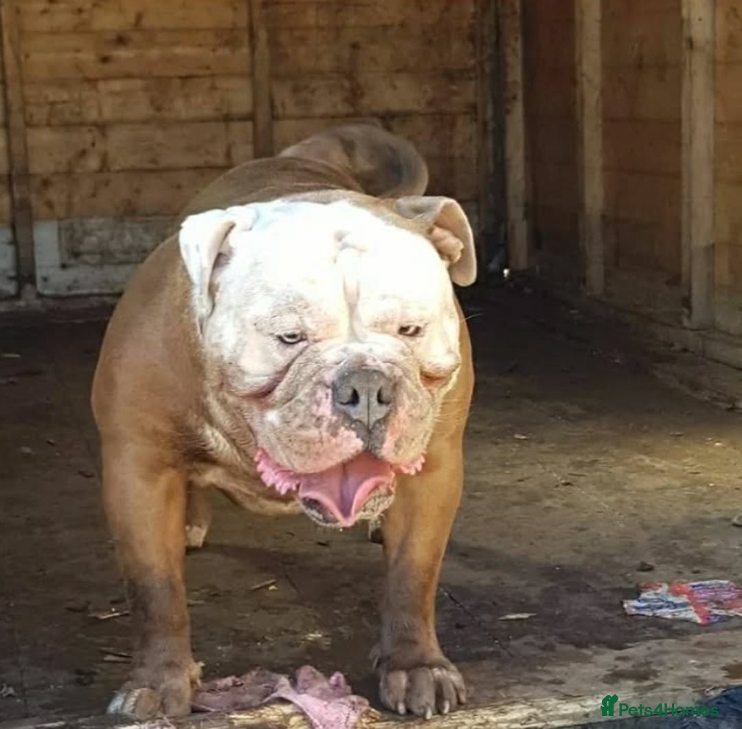 Olde English Bulldogge dogs for stud: Olde English bulldogge stud  - Image 5