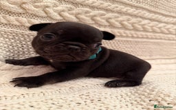 French Bulldog dogs for sale: 5 KC registered French Bulldogs🐾 - Image 15