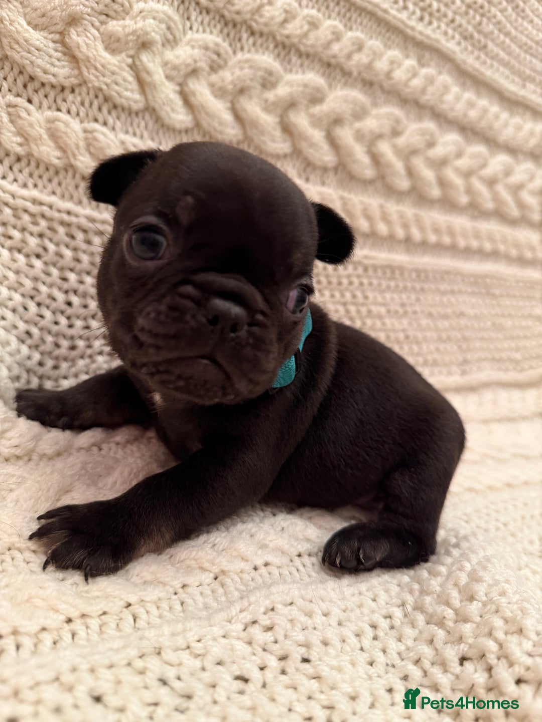 French Bulldog dogs for sale: 5 KC registered French Bulldogs🐾 - Image 15