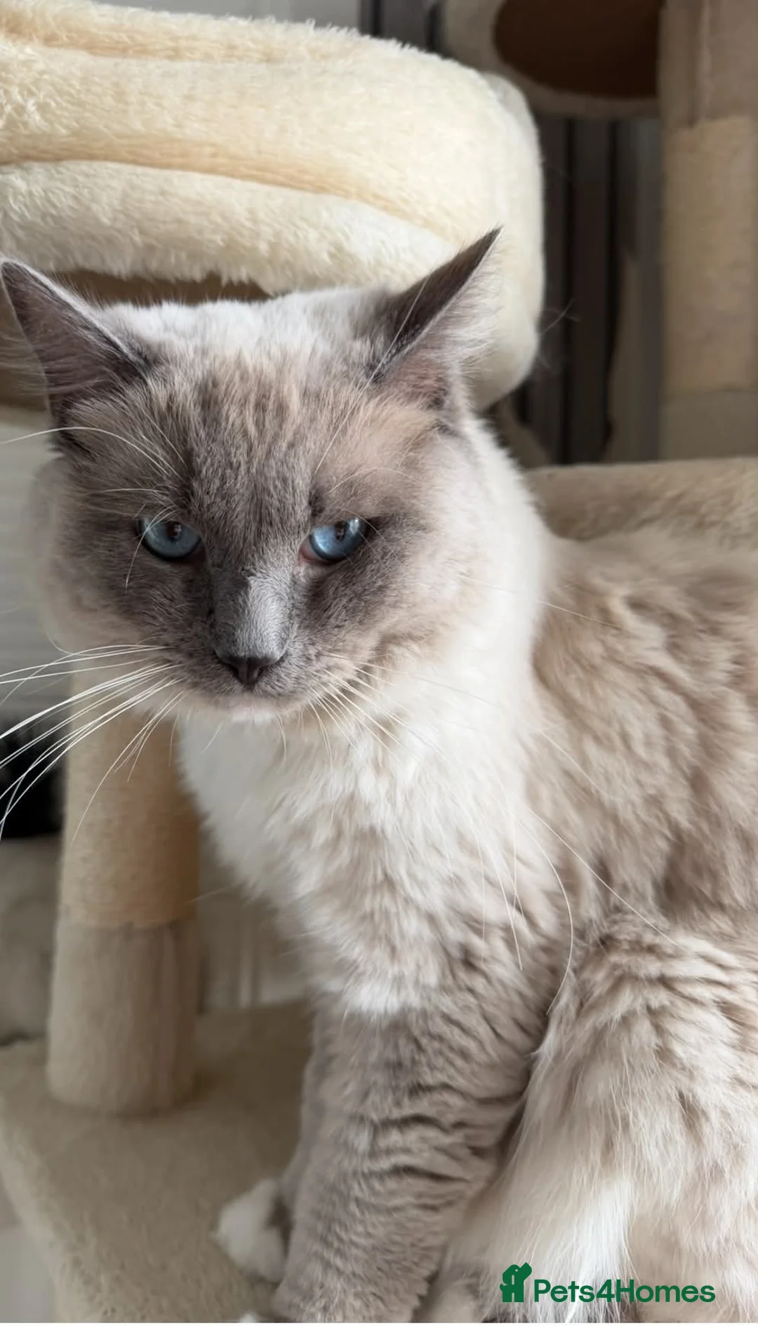 Ragdoll cats for sale: Ragdolls in Leven - Advert 2