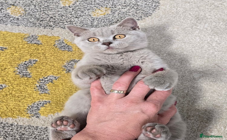 British Shorthair cats - Advert 7