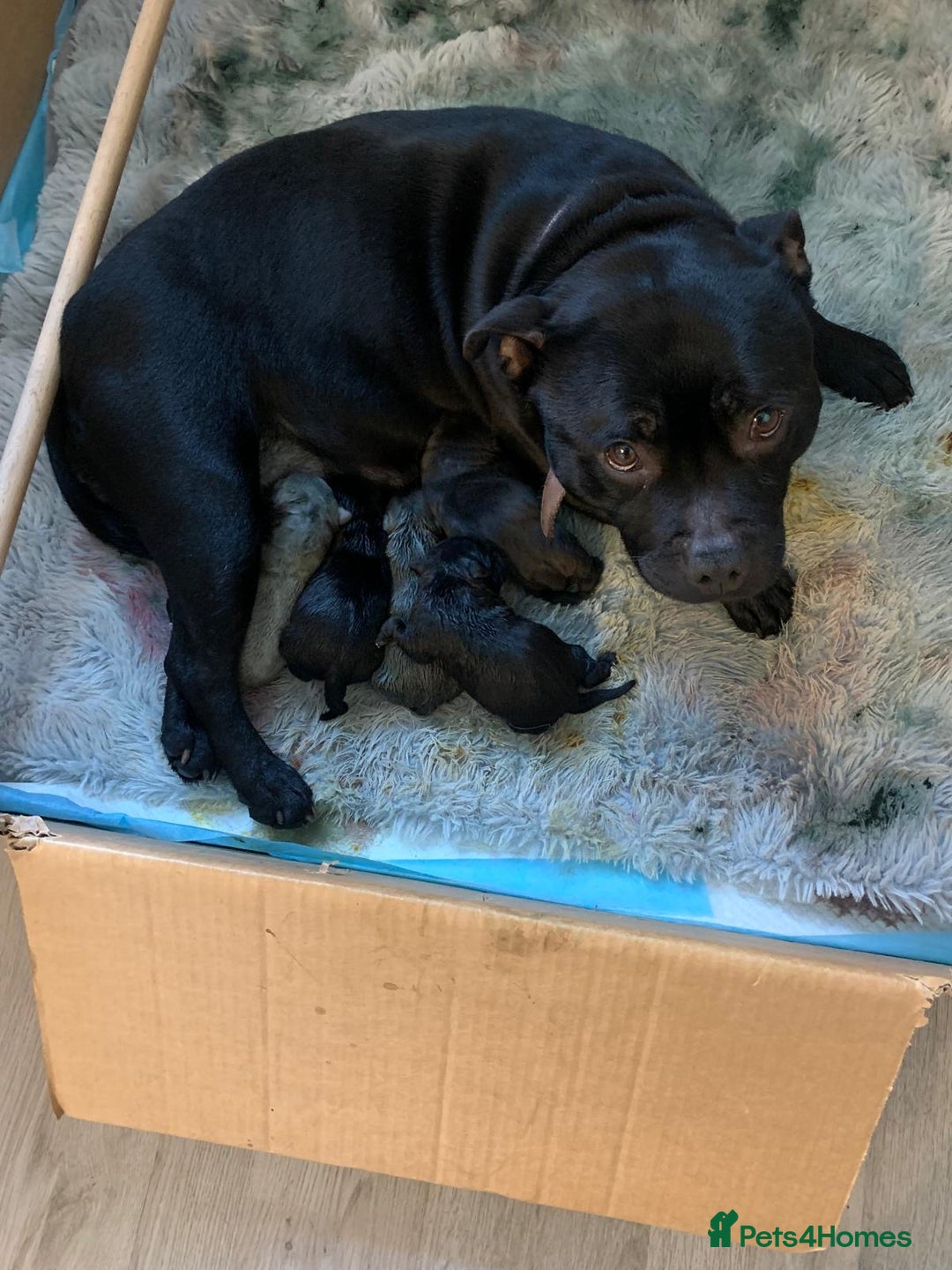 Staffordshire Bull Terrier dogs for sale: Six blue and black Staffordshire bull terriers  - Advert 9