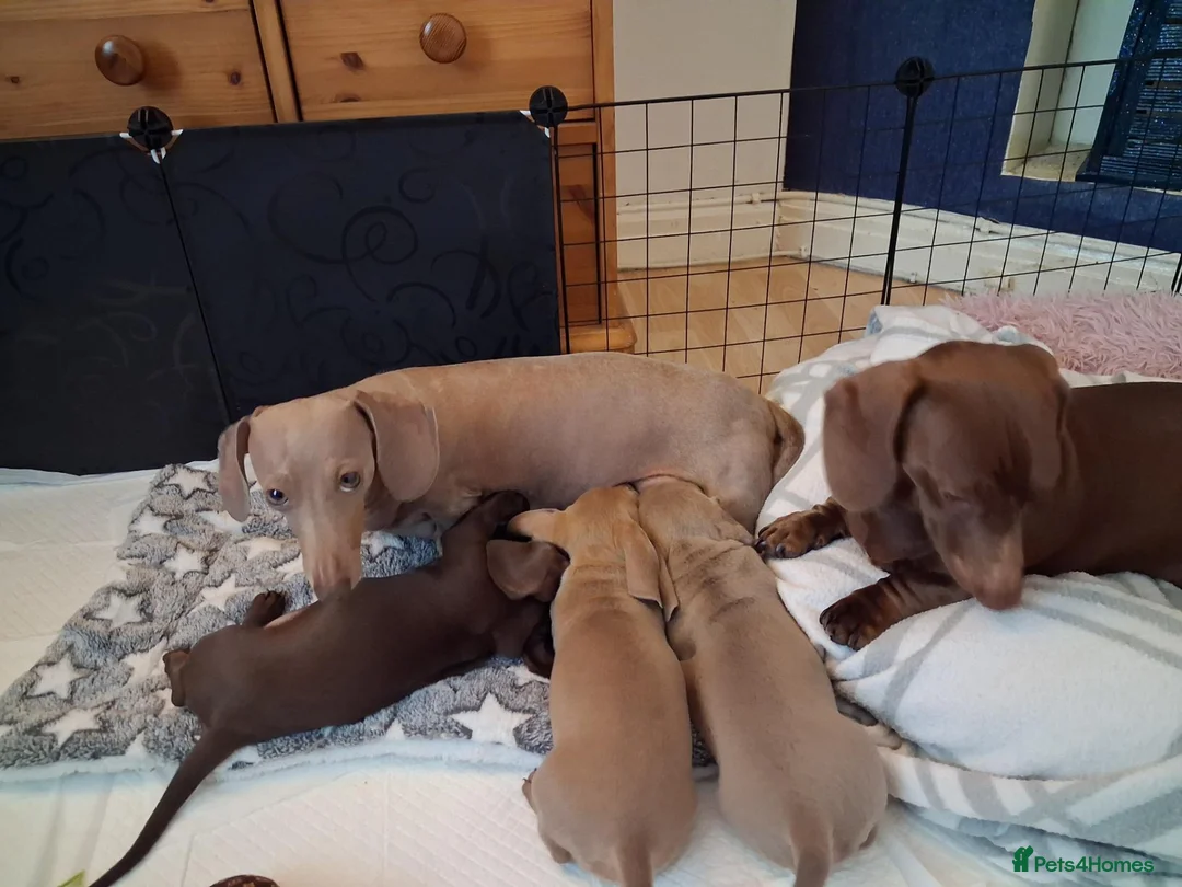 Miniature Dachshund dogs for sale: Whitney - Advert 40