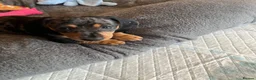 Miniature Dachshund dogs for sale: Beautiful KC registered puppies.  - Advert 20