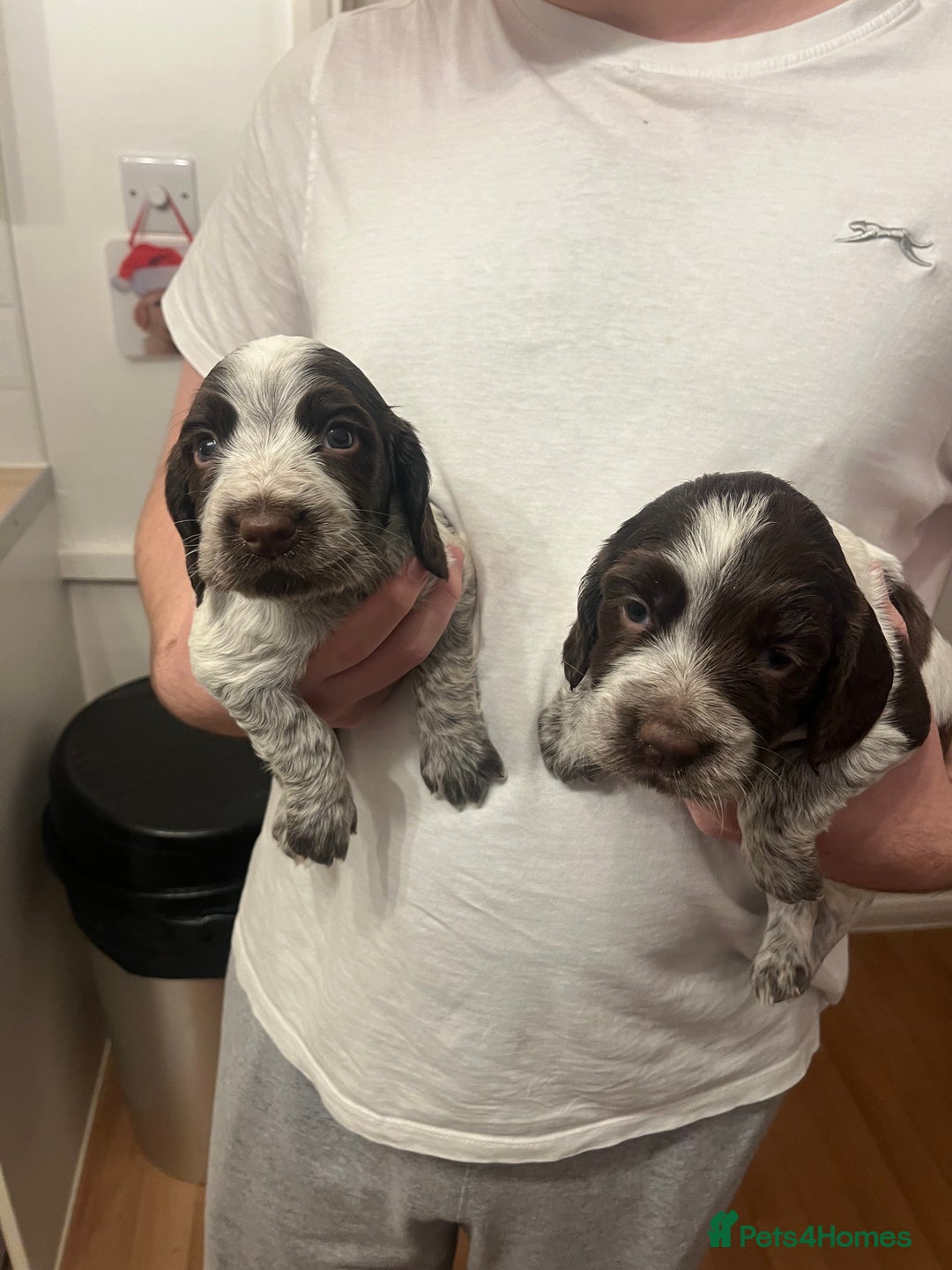 Cocker Spaniel dogs for sale: BEAUTIFUL COCKER SPANIEL PUPS - Advert 16