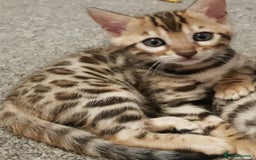 Bengal cats for sale: Bengal kittens  - Image 7