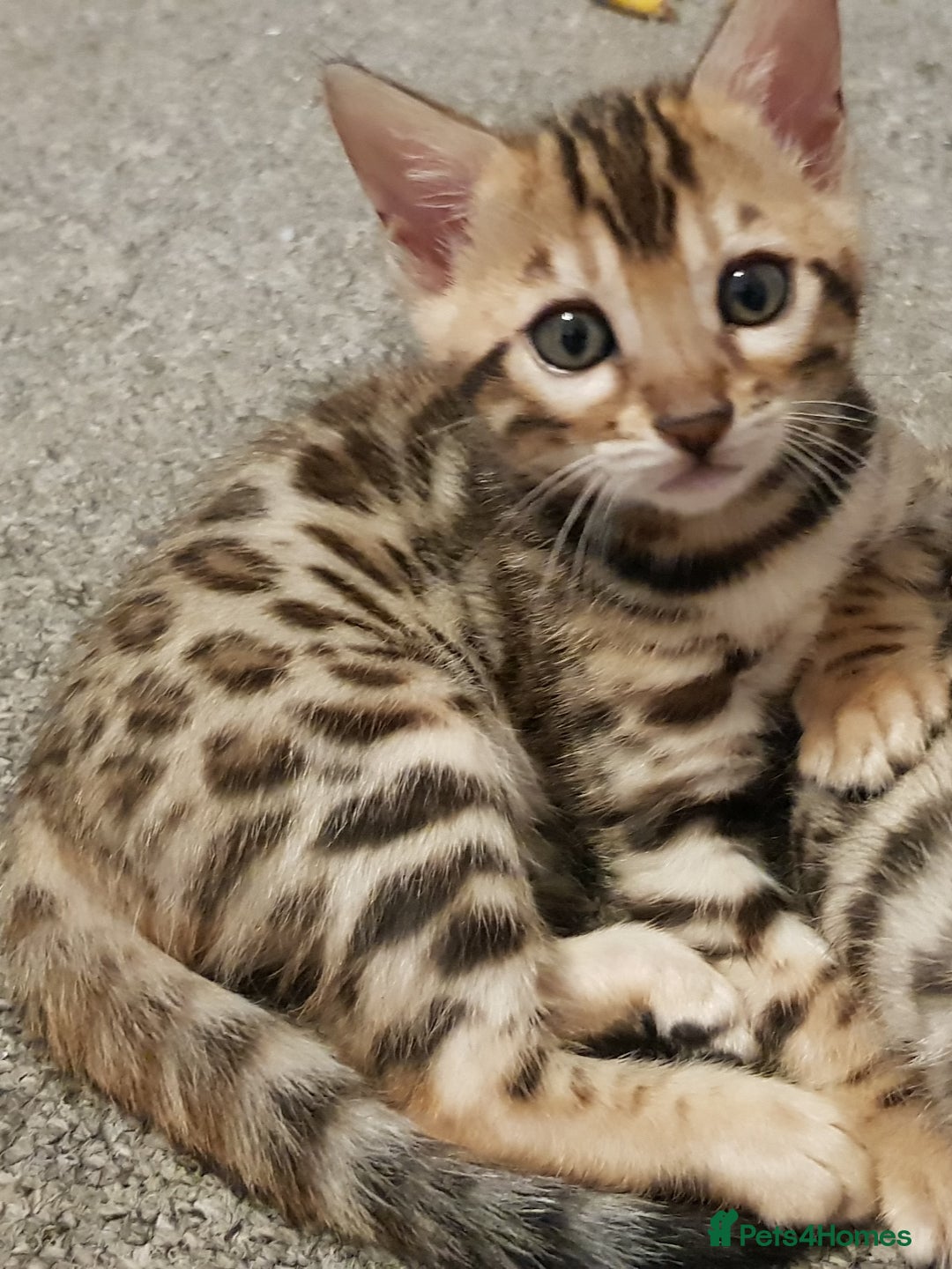 Bengal cats for sale: Bengal kittens  - Image 7