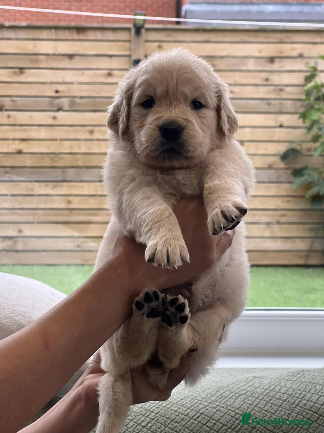 Golden Retriever dogs for sale: Golden Retriever Puppies. Health tested parents. - Image 18