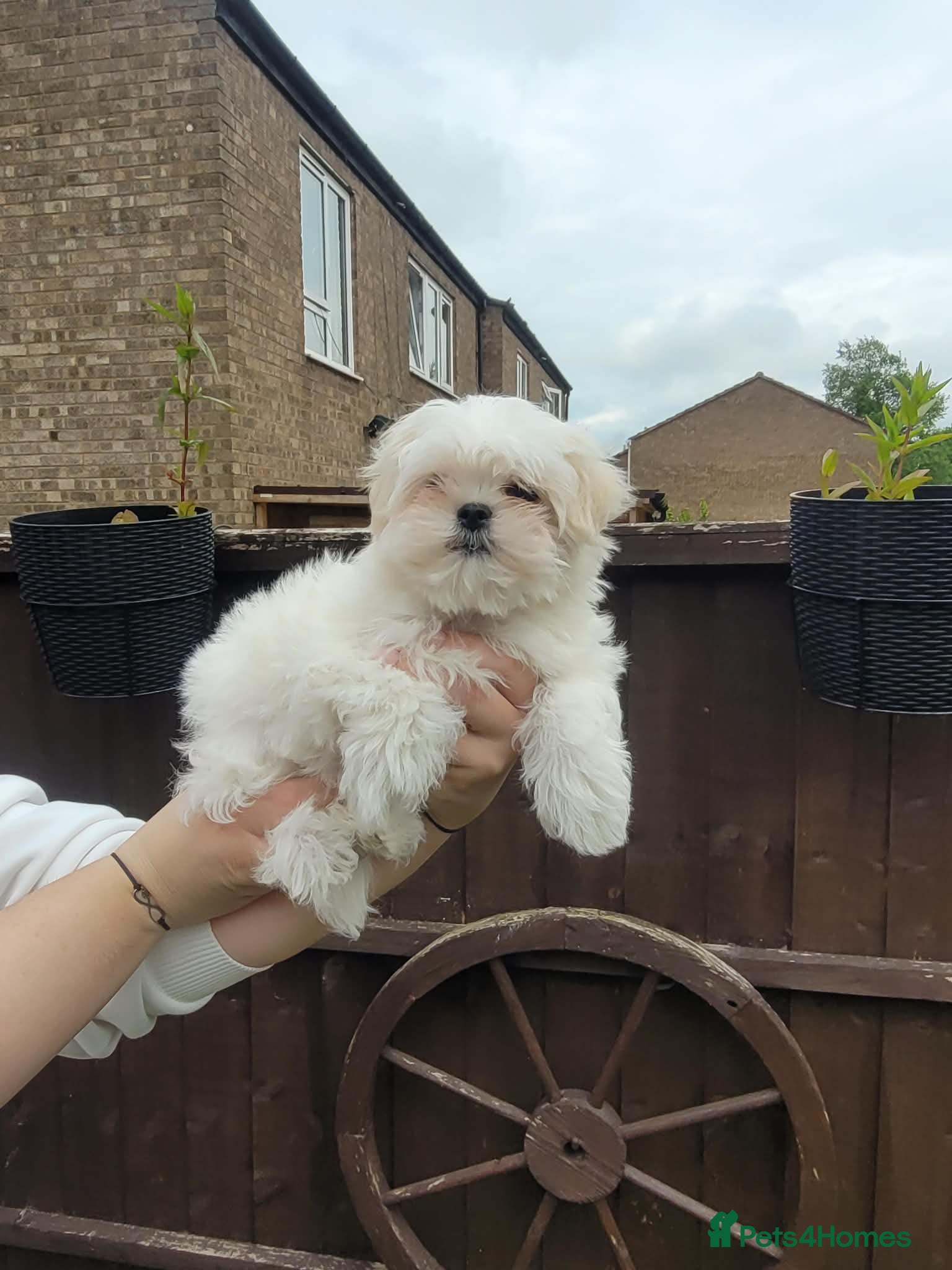 Maltese dogs Looking for Loved Homes 2 Boys Maltese  - Advert 10