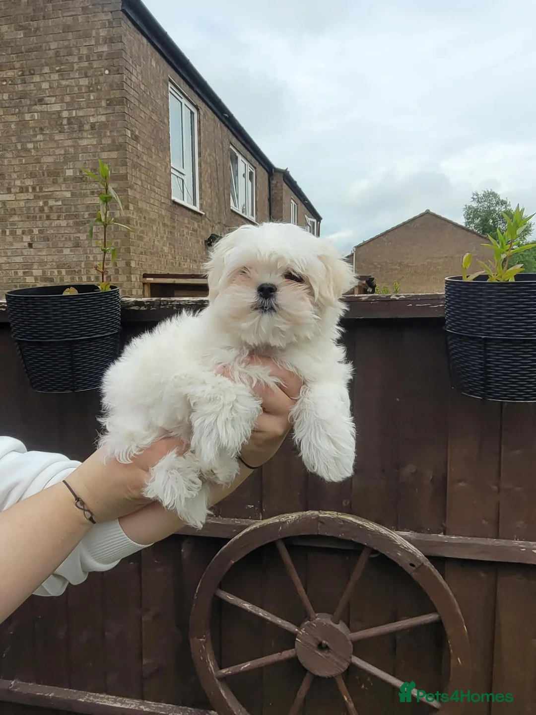 Maltese dogs for sale: Looking for Loved Homes 2 Boys Maltese  - Advert 1