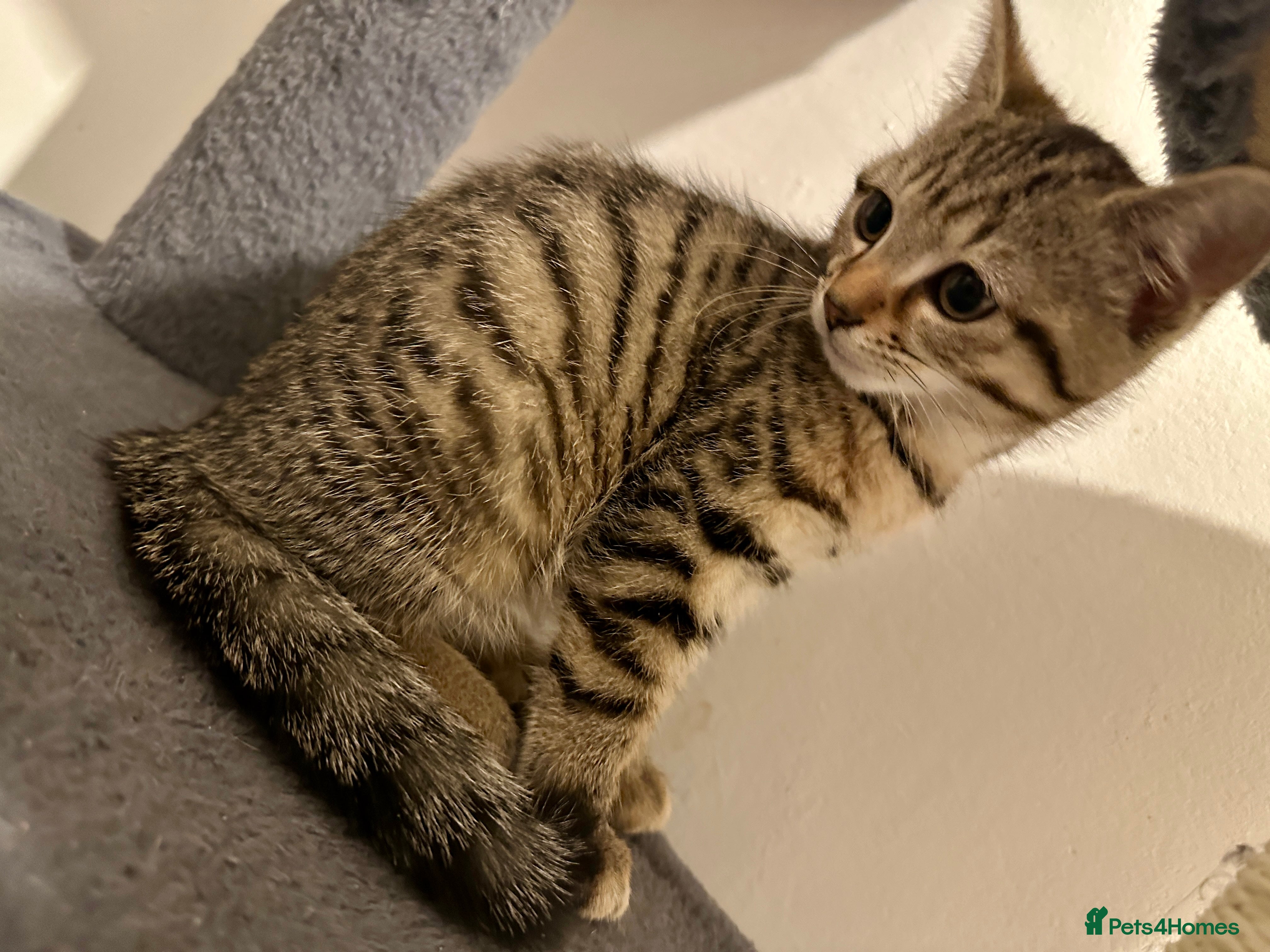 Bengal cats 2 beautiful bengal mix kittens now available !!!! - Advert 3