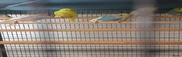 Budgerigars birds for sale: Budgies for sale - Advert 2
