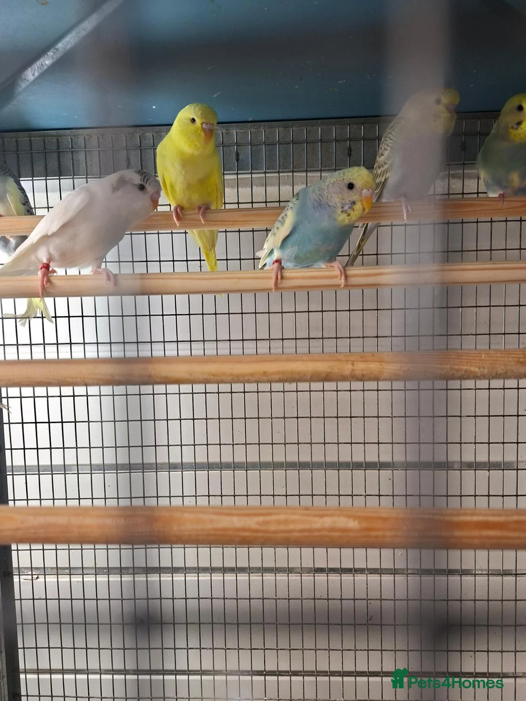 Budgerigars birds for sale: Budgies for sale - Advert 2