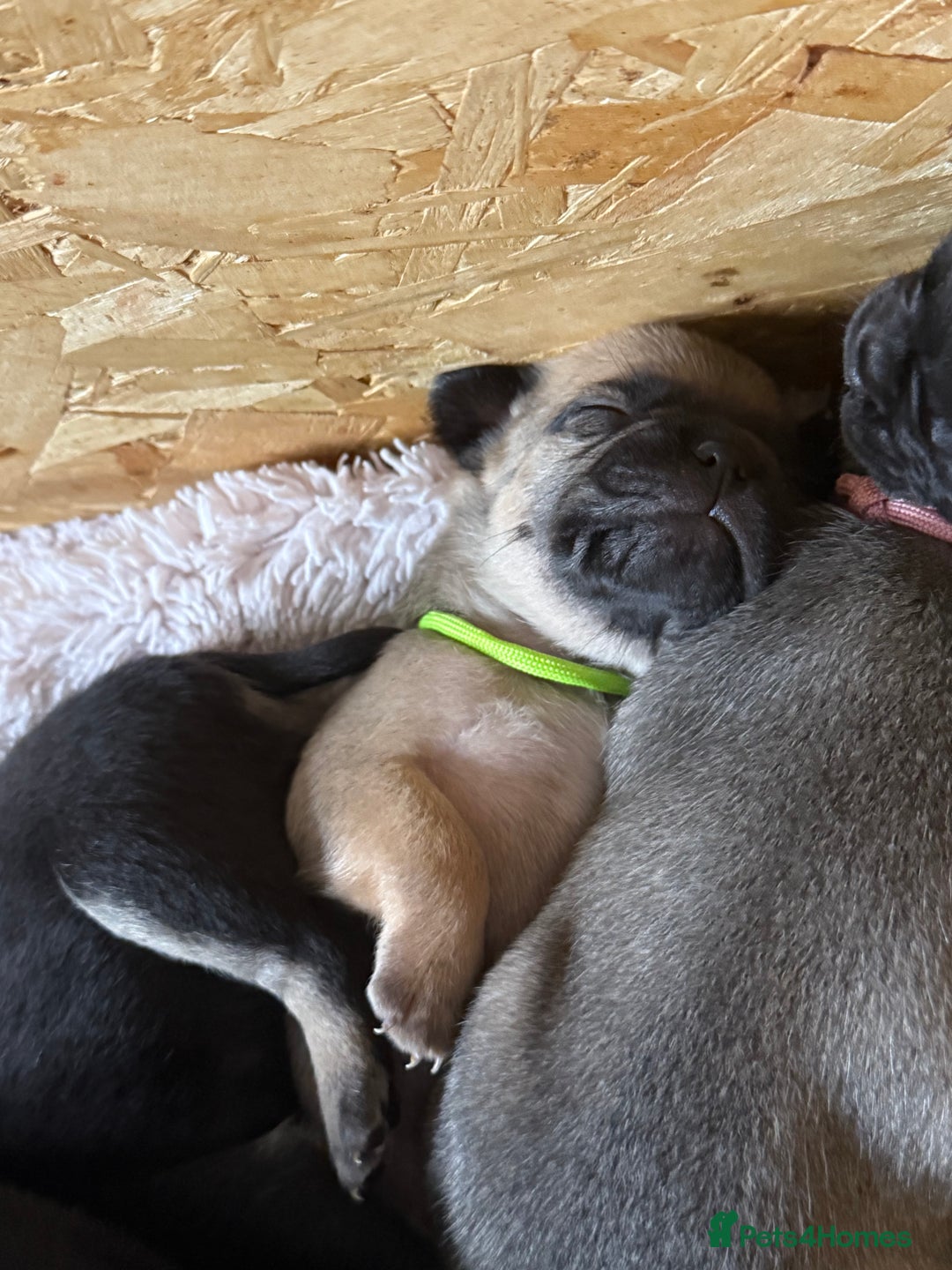 Frug dogs for sale: Puppies  - Image 1
