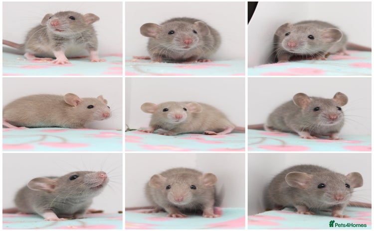 Rat rodents - Advert 3