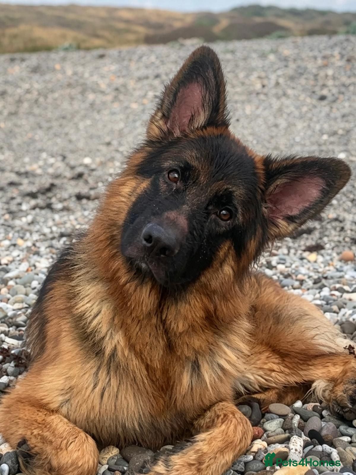 German Shepherd dogs German shepard over a year old NAME: BEAR  - Advert 1