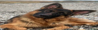German Shepherd 1