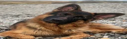 German Shepherd dogs for sale: German shepard over a year old NAME: BEAR  in Workington - Advert 1