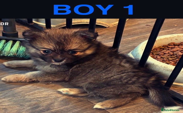 Pomchi dogs - Advert 2