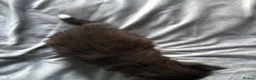 Mixed Breed cats for sale: Long‑Haired Ragdoll Cross Tortoiseshell Kittens - Advert 21