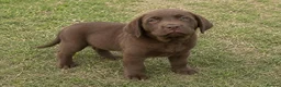 Labrador Retriever dogs for sale: Labrador Retriever puppies  in Sutton Coldfield - Advert 2