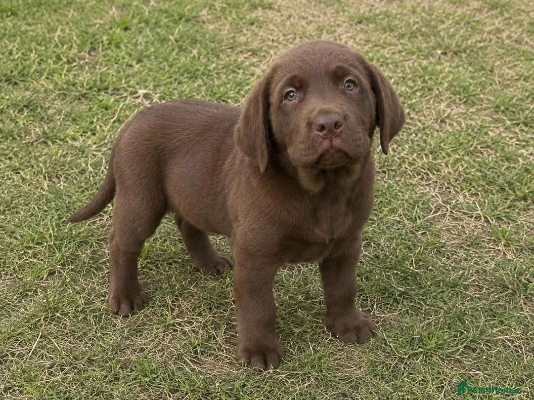 Labrador Retriever dogs for sale: Labrador Retriever puppies  in Sutton Coldfield - Advert 2
