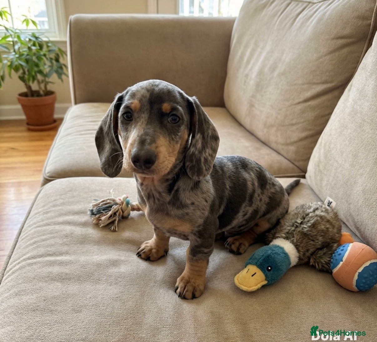 Miniature Dachshund dogs Beautiful Dachshund Puppies - Advert 3