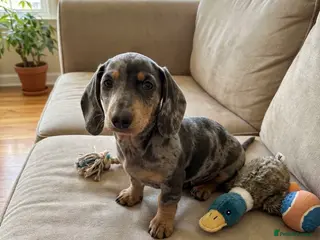 Miniature Dachshund dogs Beautiful Dachshund Puppies - Advert 3