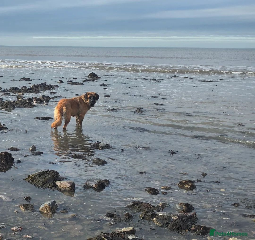 Saint Bernard dogs for sale: Saint Bernard/ newfoundland cross German Shepherd  - Advert 1