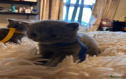 British Shorthair cats for sale: Pedigree British shorthair kittens - Image 20