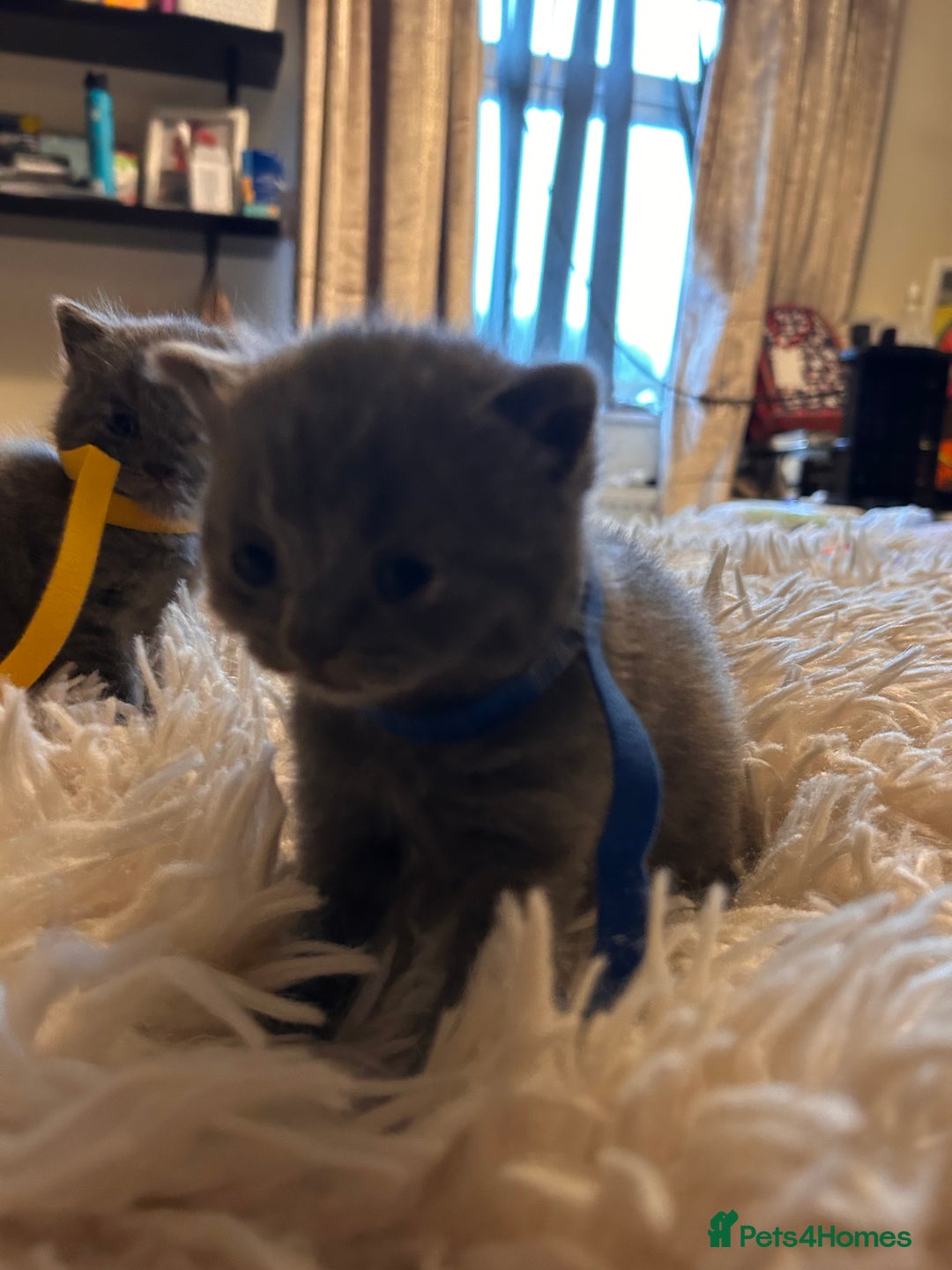 British Shorthair cats for sale: Pedigree British shorthair kittens - Image 20