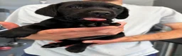 Labrador Retriever dogs for sale: Black Labrador Puppys - Advert 2