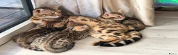 Bengal cats for sale: High-End & Premium Collect - Advert 18