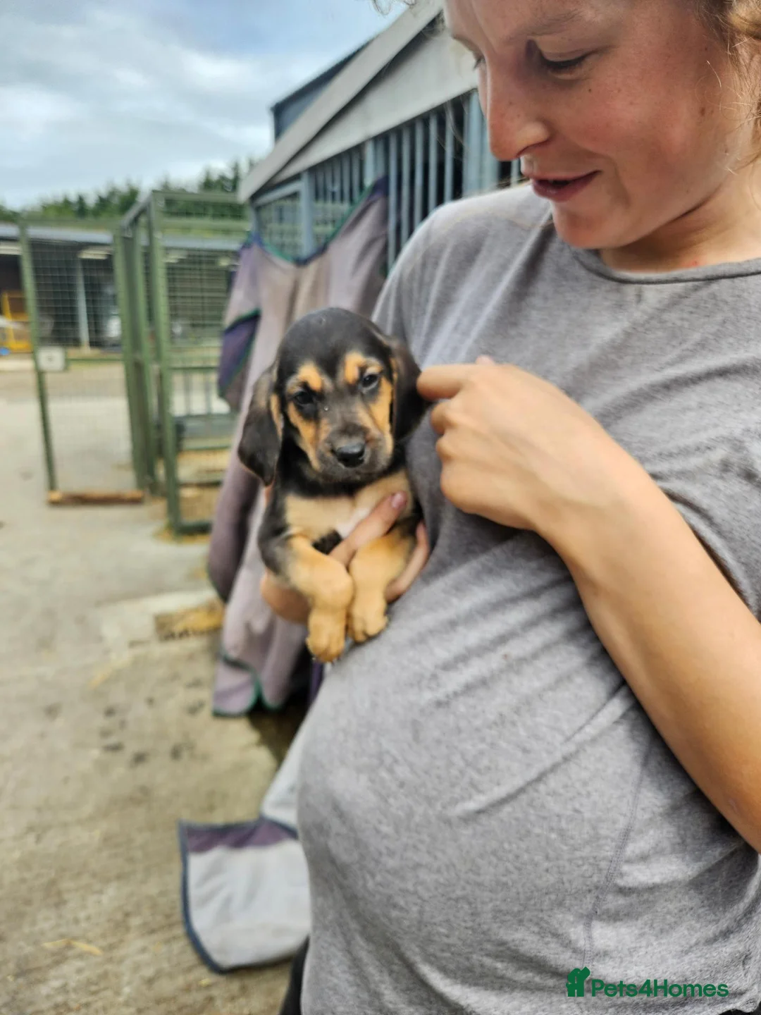 Mixed Breed dogs for sale: Labradore x bloodhounds  - Advert 2