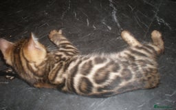 Bengal cats for sale: Only 1 Beautiful Bengal Kittens Ready to leave now in Manchester - Image 5