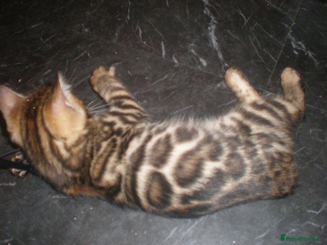 Bengal cats for sale: Only 1 Beautiful Bengal Kittens Ready to leave now in Manchester - Image 5