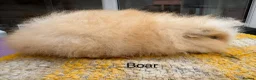 Guinea Pig rodents for sale: Swiss Boars and a Sow - Advert 6