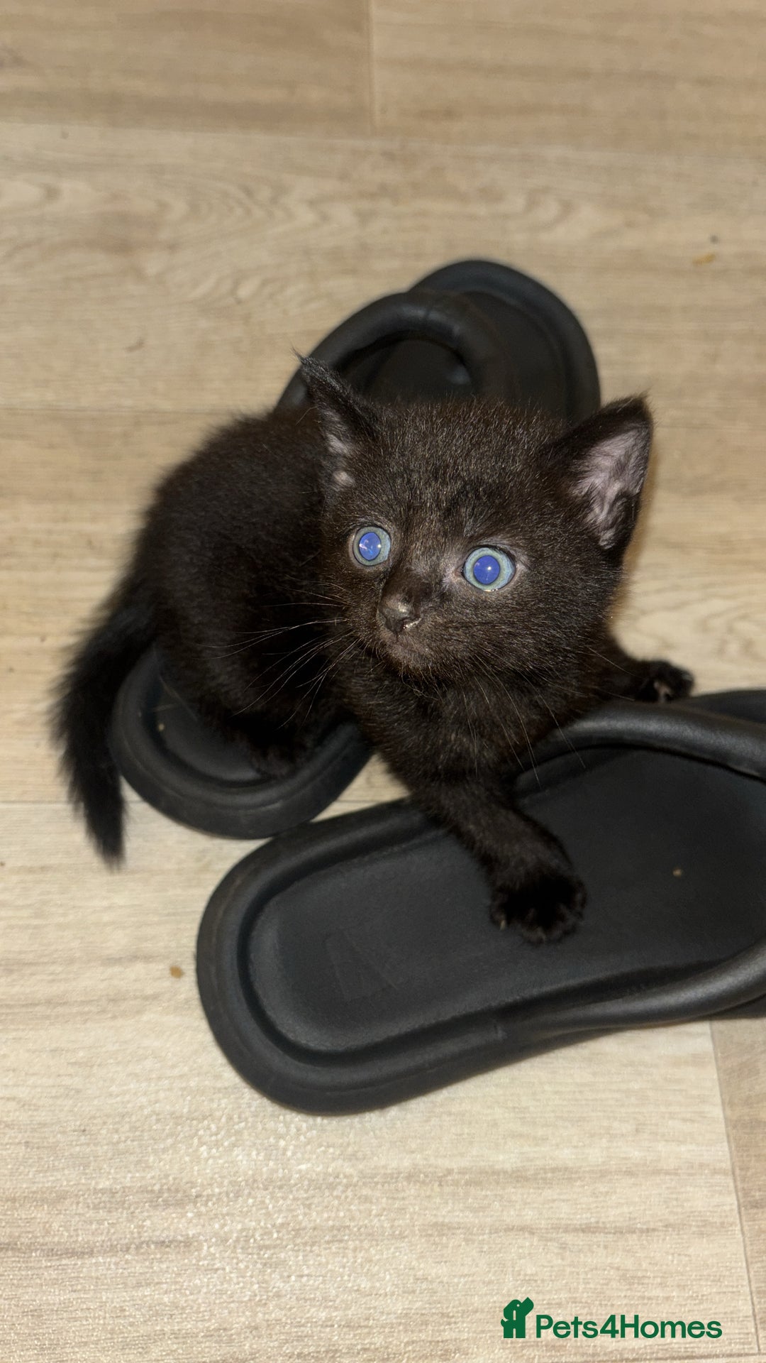 British Shorthair cats for sale: Beautiful kittens for sale 🩷💙 - Image 2