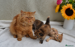 Exotic cats for sale: Stunning Persian Kittens!! - Image 7