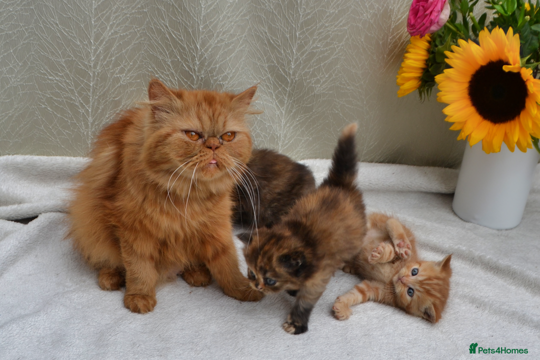 Exotic cats for sale: Stunning Persian Kittens!! - Image 7