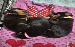 Rottweiler dogs for sale: 4 beautiful rottweiler puppies - Advert 8
