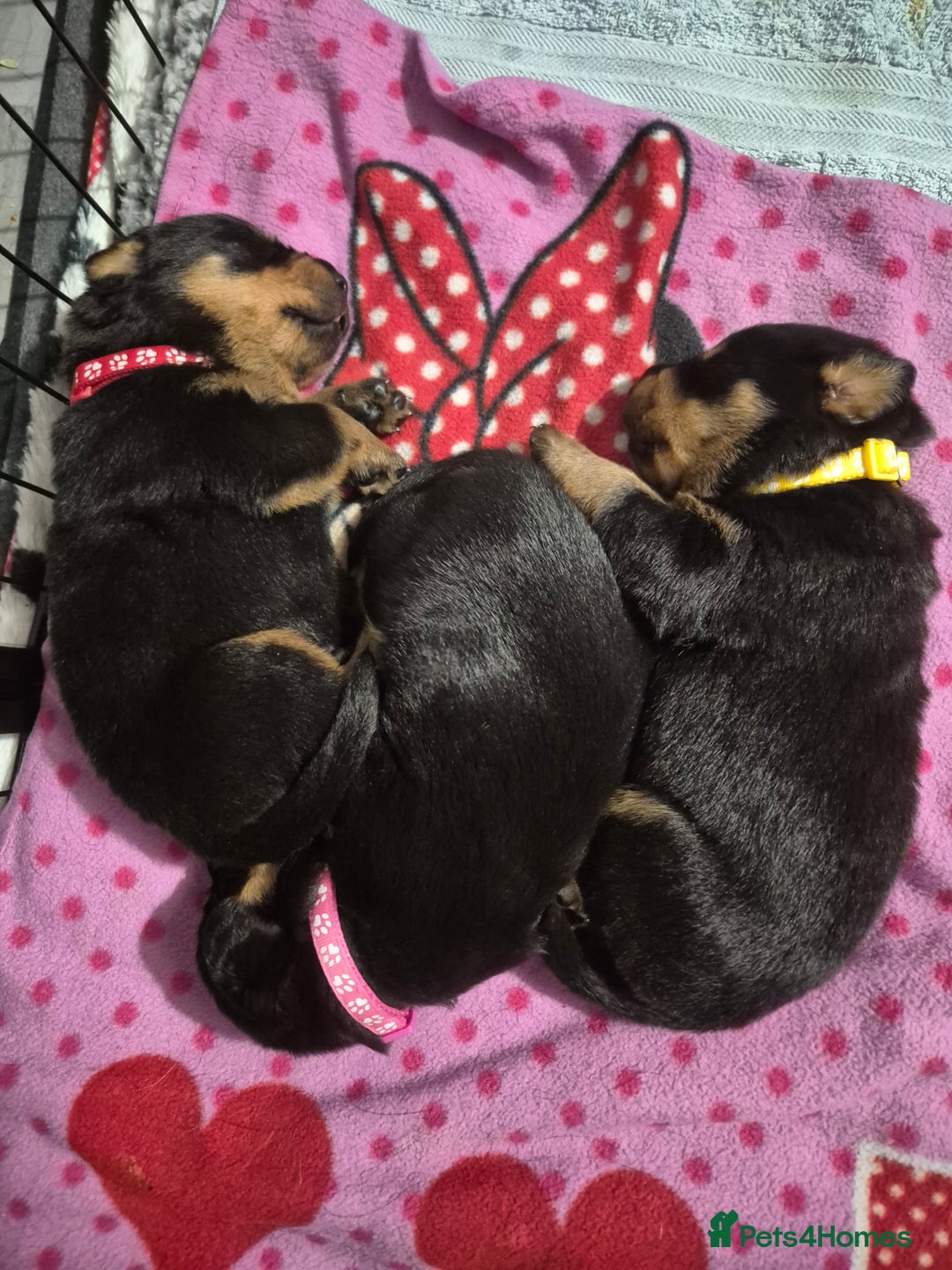 Rottweiler dogs for sale: 4 beautiful rottweiler puppies - Advert 8
