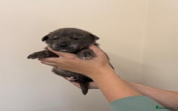 Mixed Breed dogs for sale: Staff x puppies - Image 10