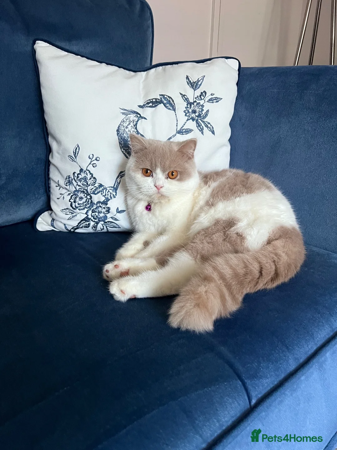 British Shorthair cats for sale: Beautiful British short hair kittens - Advert 2
