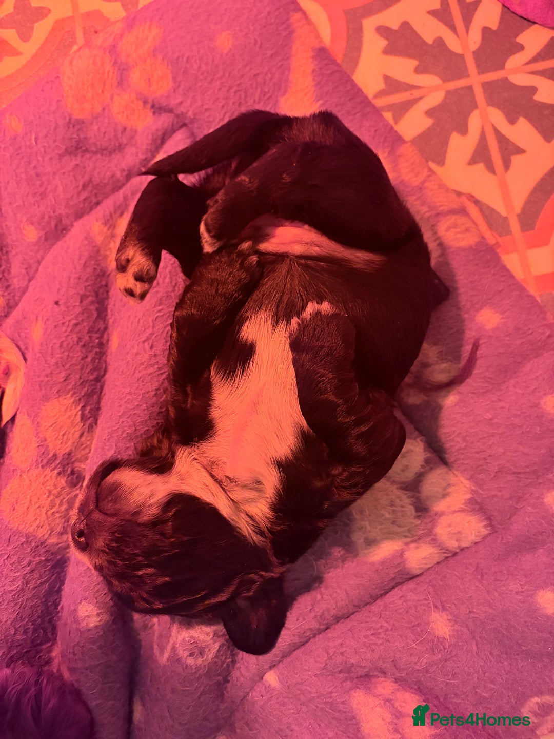 Sprocker dogs for sale:  Sprocker Spaniel puppies for sale - Advert 5