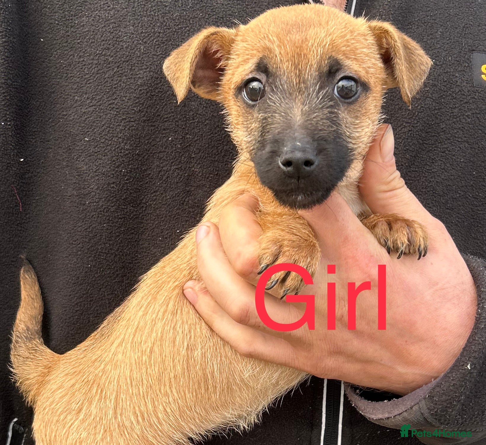 Mixed Breed dogs Dachshund x jack Russell’s  - Advert 19