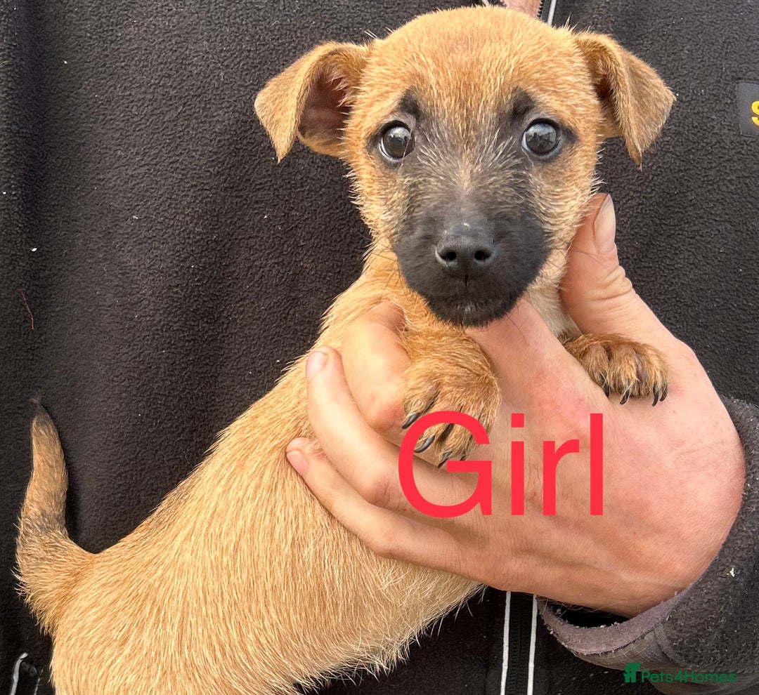 Mixed Breed dogs for sale: Dachshund x jack Russell’s  - Advert 1