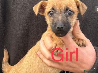 Mixed Breed dogs - Advert 30